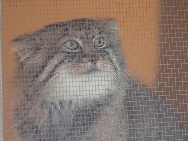 A photograph of Lotos in Saitama Children's Zoo