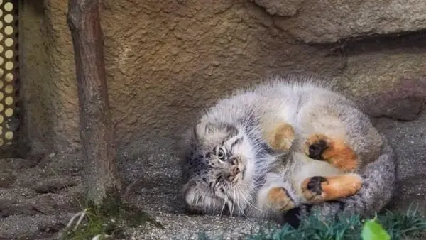 A photograph of a Pallas's cat