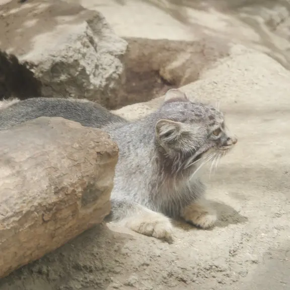A photograph of a Pallas's cat in Kobe Animal Kingdom