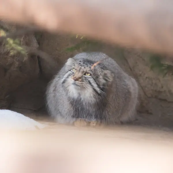 A photograph of Nagomu in Nasu Animal Kingdom