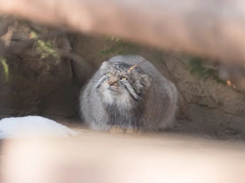 A photograph of Nagomu in Nasu Animal Kingdom