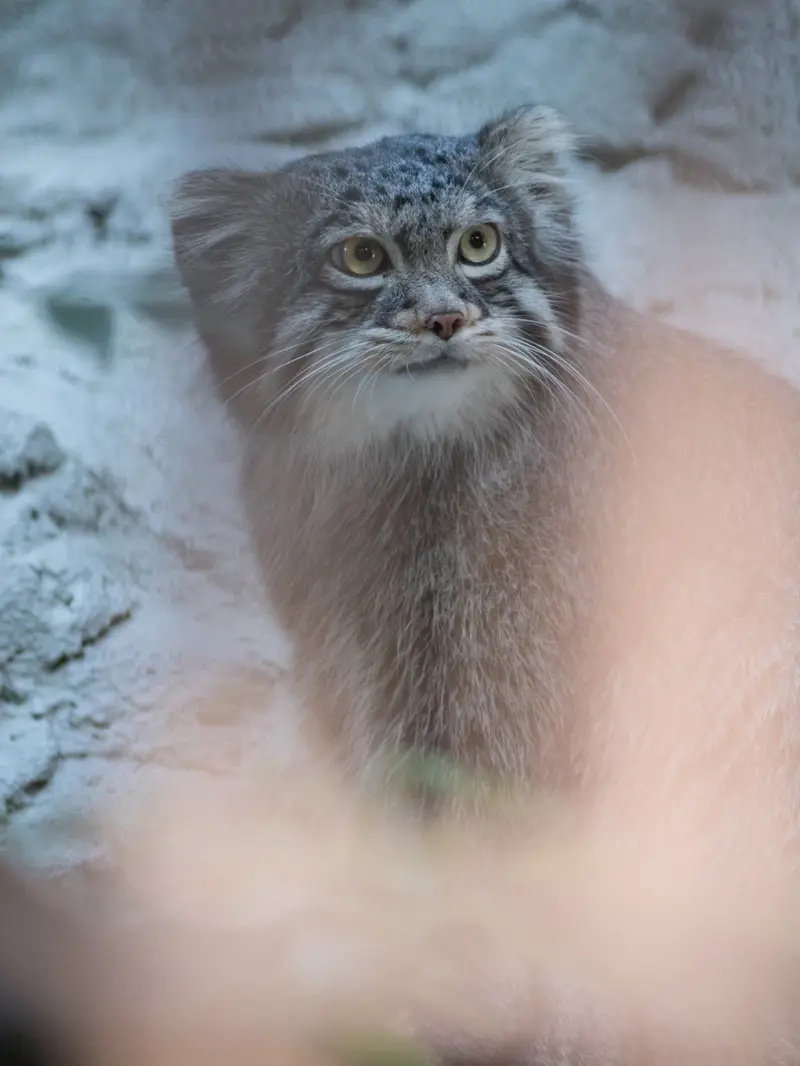 A photograph of Figa in Nogeyama Zoo