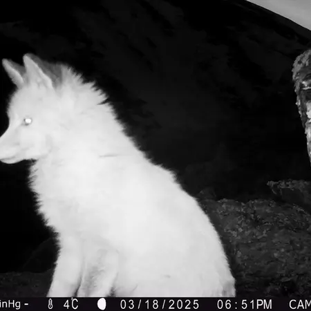 A photograph of Red fox from Zhundy 2 [new] camera trap