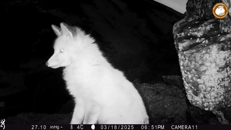 A photograph of Red fox from Zhundy 2 [new] camera trap