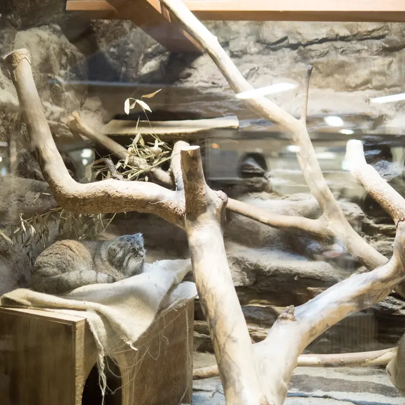 A photograph of Klyon in Ueno Zoological Gardens