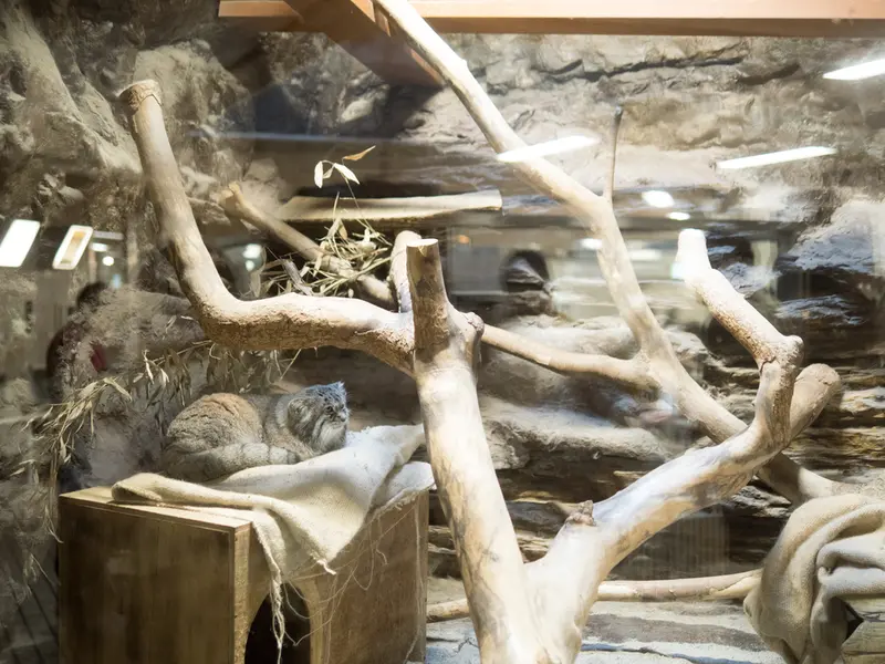 A photograph of Klyon in Ueno Zoological Gardens