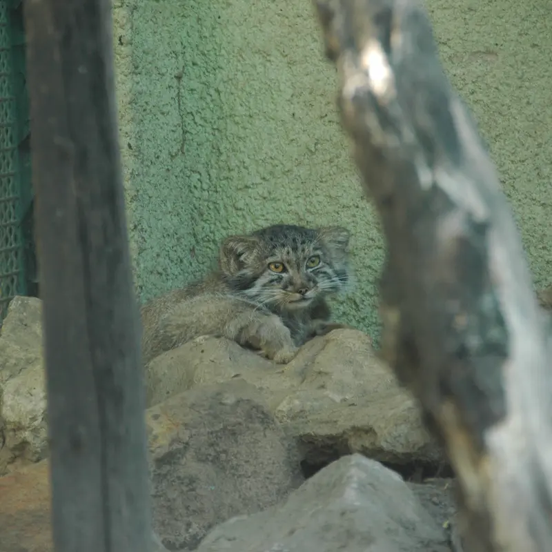 A photograph of Boris Ⅱ in Budapest Zoo & Botanical Garden