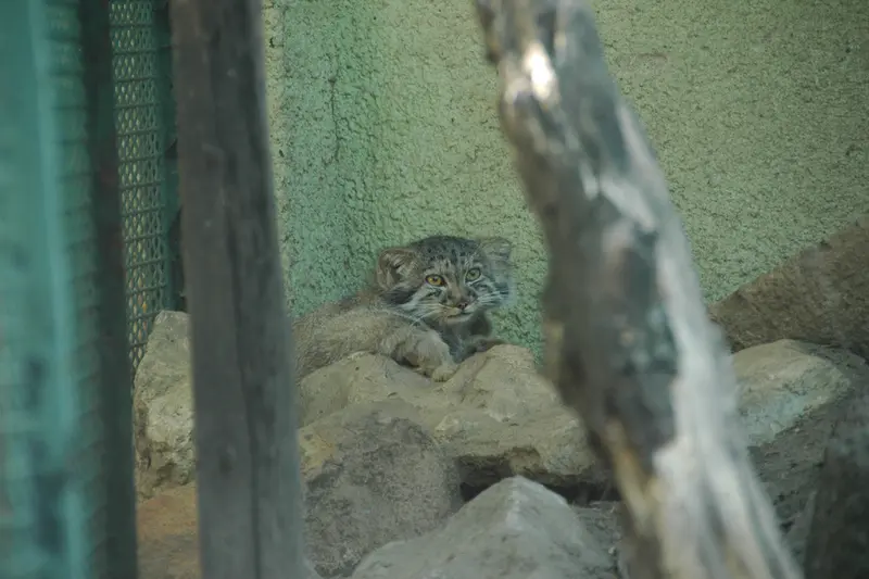 A photograph of Boris Ⅱ in Budapest Zoo & Botanical Garden