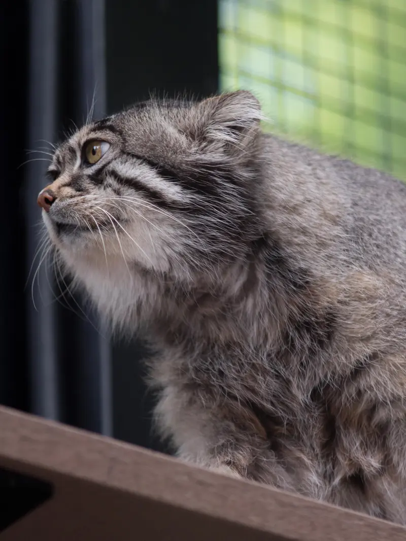 A photograph of Grusha in Asahiyama Zoo