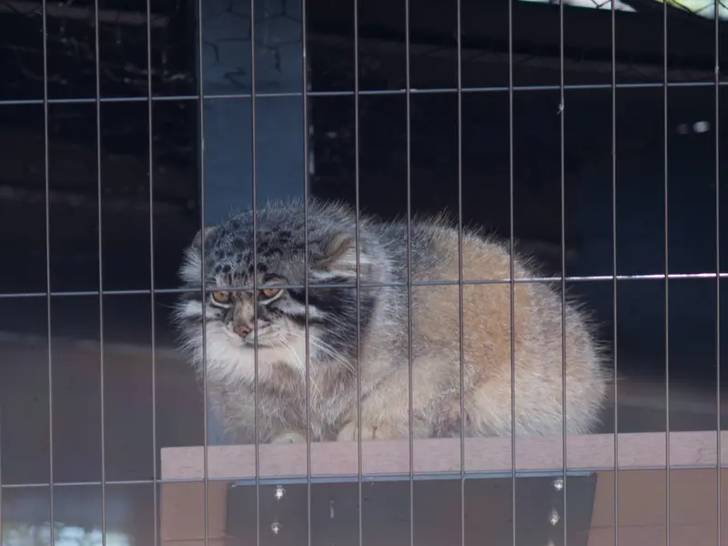 A photograph of Grusha in Asahiyama Zoo