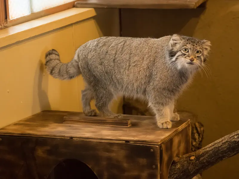 A photograph of Oto in Saitama Children's Zoo