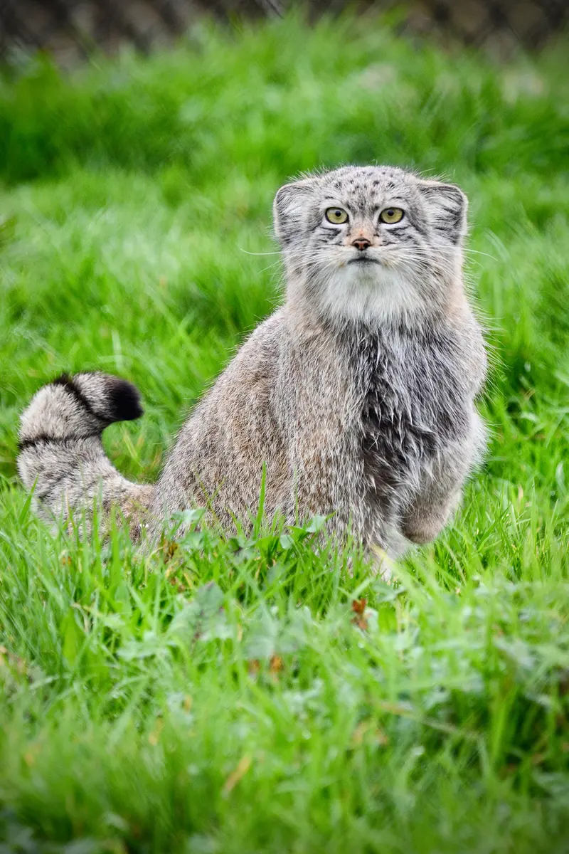 A photograph of Kharaa in Port Lympne Wild Animal Park