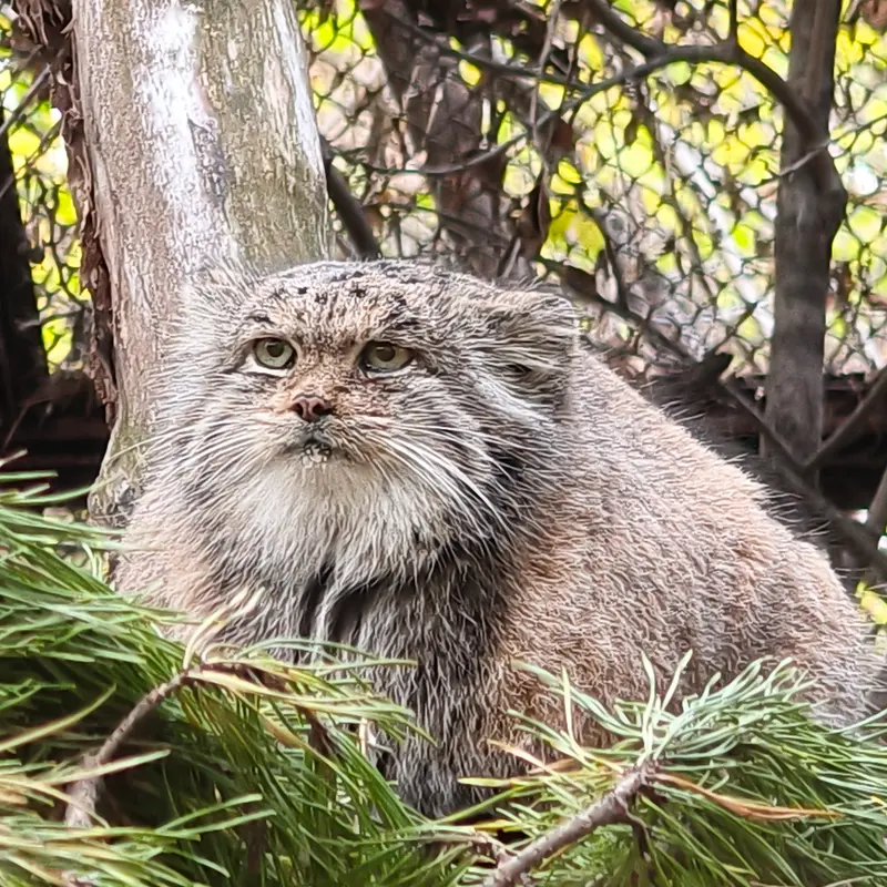 A photograph of Mia in Novosibirsk Zoo