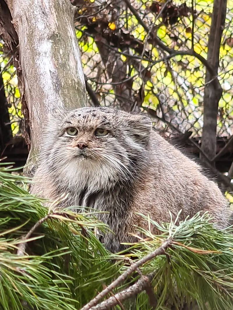 A photograph of Mia in Novosibirsk Zoo