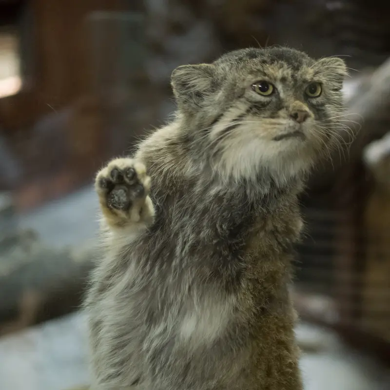 A photograph of Primula in Ueno Zoological Gardens