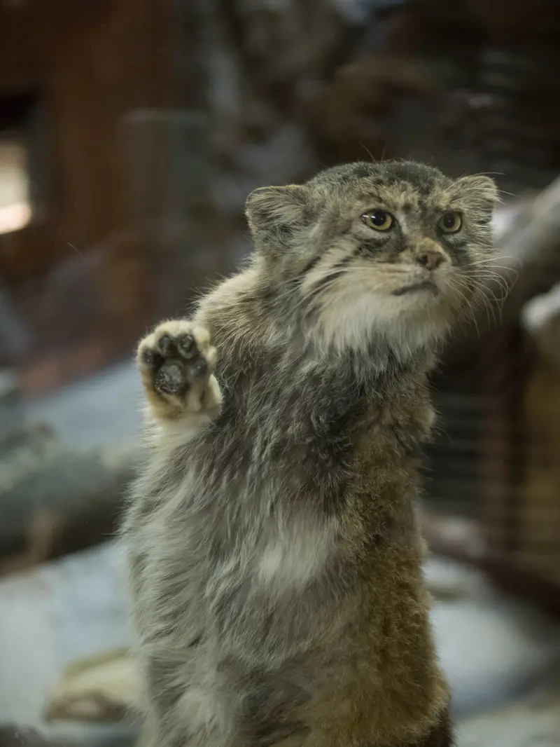 A photograph of Primula in Ueno Zoological Gardens