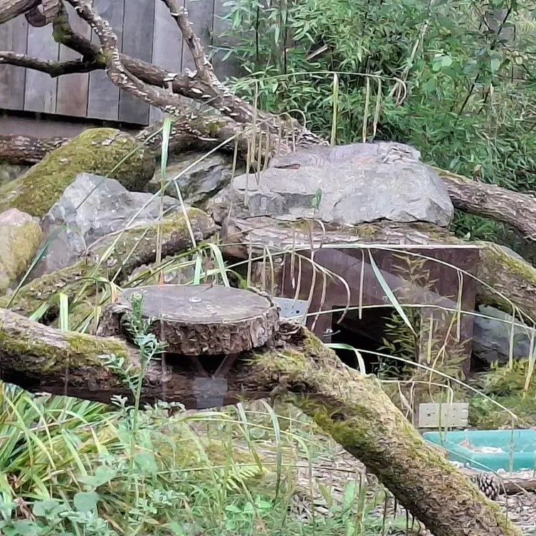 A photograph of Ewok in Tregomeur Zoo