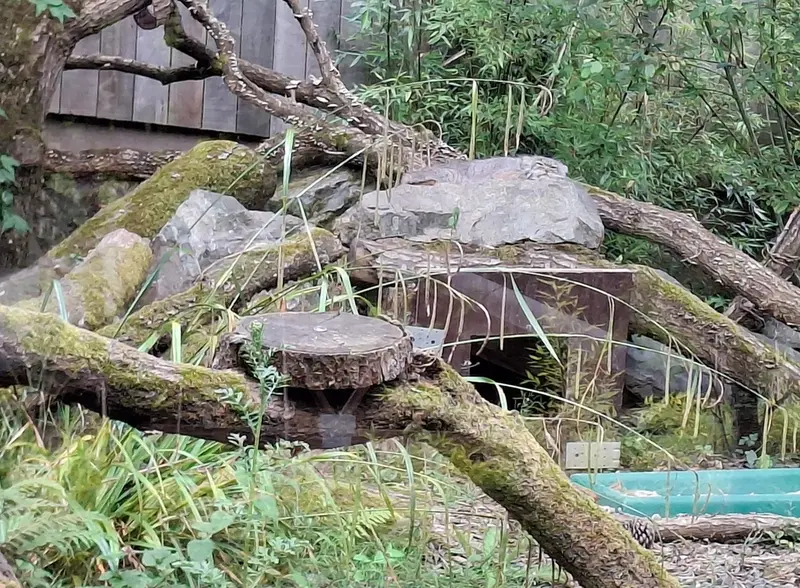 A photograph of Ewok in Tregomeur Zoo