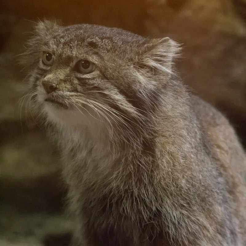 A photograph of Klyon in Ueno Zoological Gardens