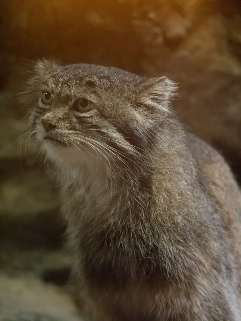 A photograph of Klyon in Ueno Zoological Gardens
