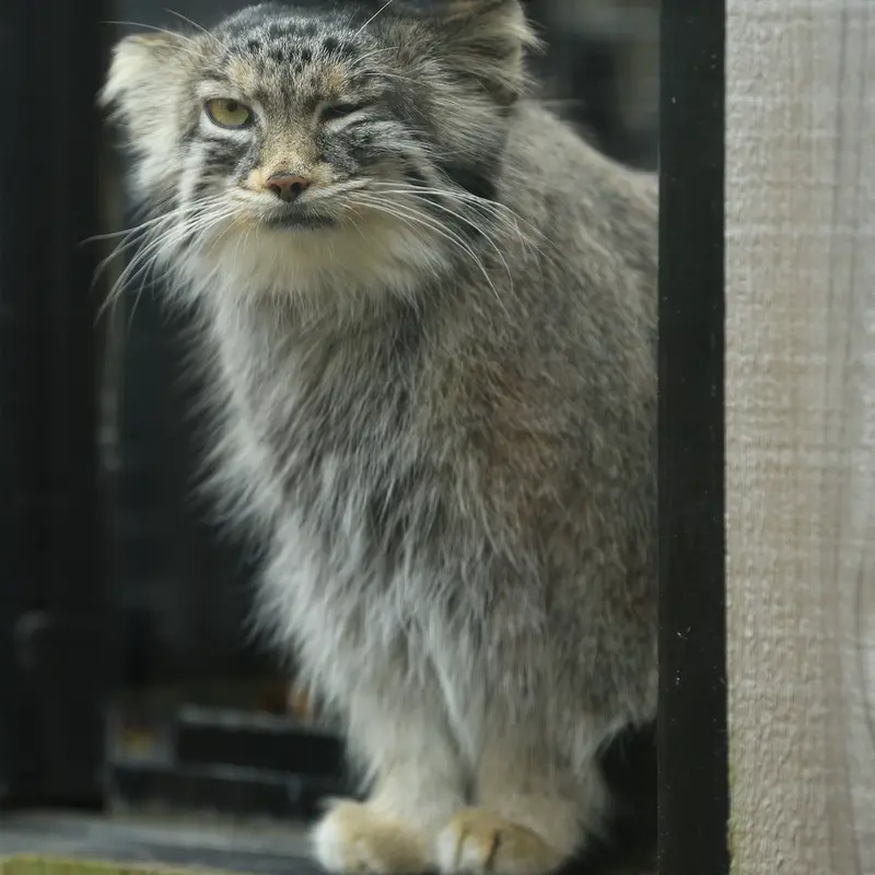 A photograph of Oliva in Saitama Children&#039;s Zoo