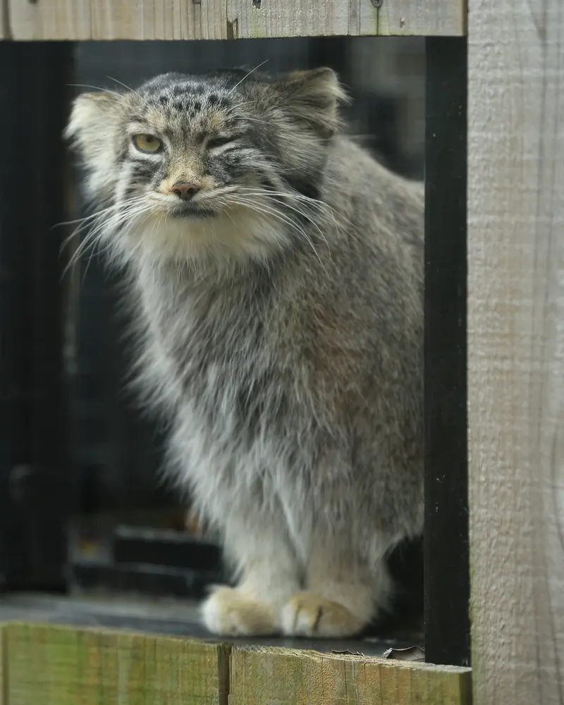 A photograph of Oliva in Saitama Children&#039;s Zoo