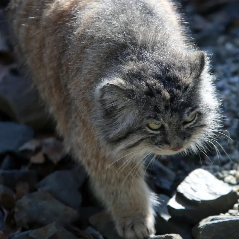 A photograph of Moira in Ostrava Zoo