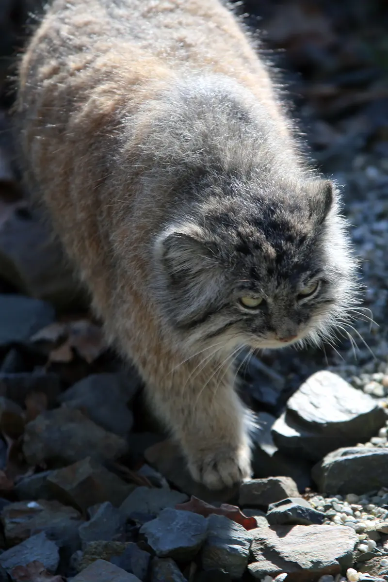 A photograph of Moira in Ostrava Zoo