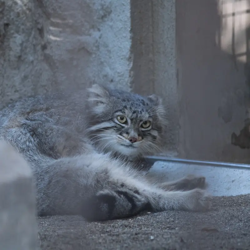 A photograph of Figa in Nogeyama Zoo