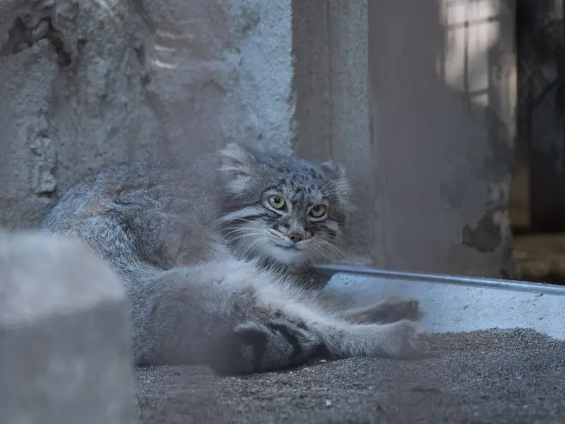 A photograph of Figa in Nogeyama Zoo