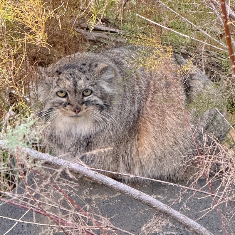 A photograph of Prinsessa in Prague Zoo
