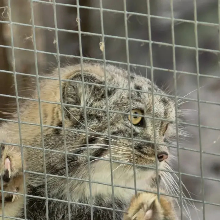 A photograph of Kitten of Alani b.2026 Ⅱ in Košice Zoo