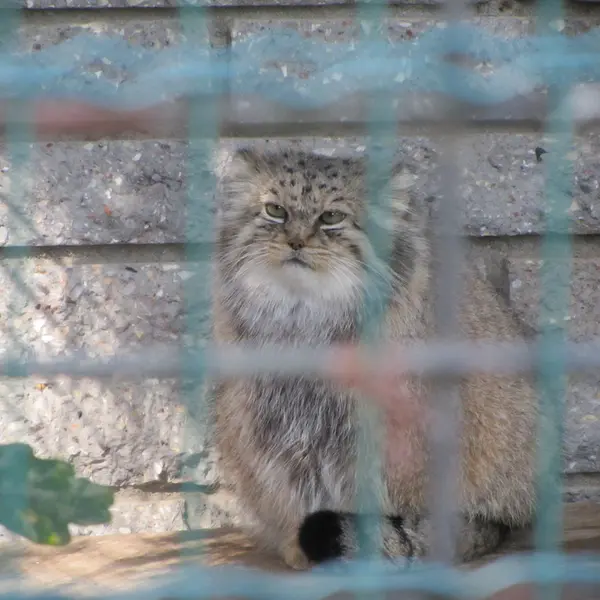 A photograph of Manuela in Magdeburg Zoo
