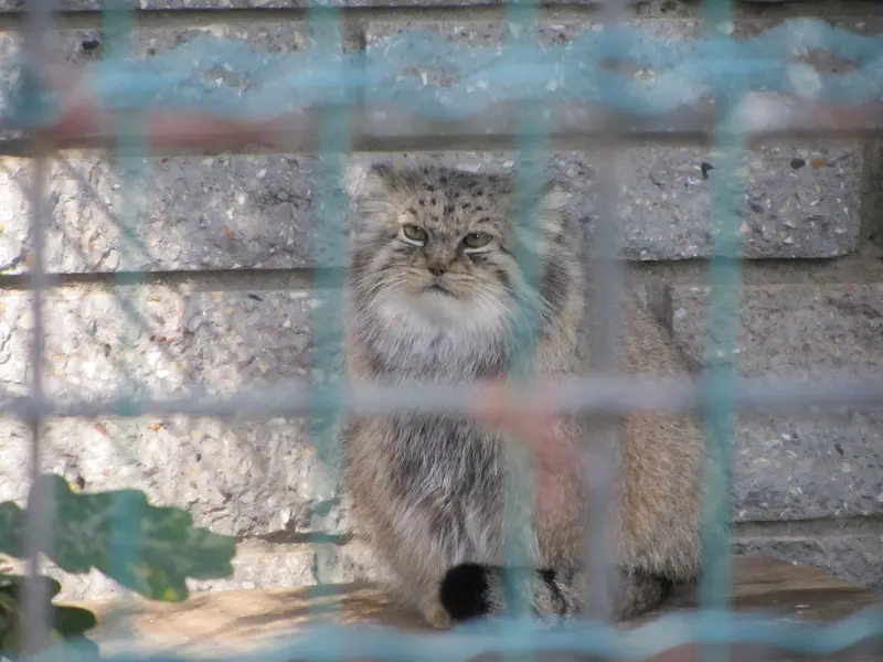A photograph of Manuela in Magdeburg Zoo