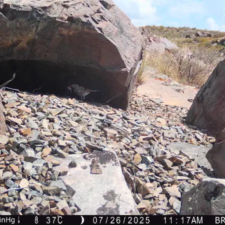 A photograph of a Pallas's cat from Kiikbai camera trap