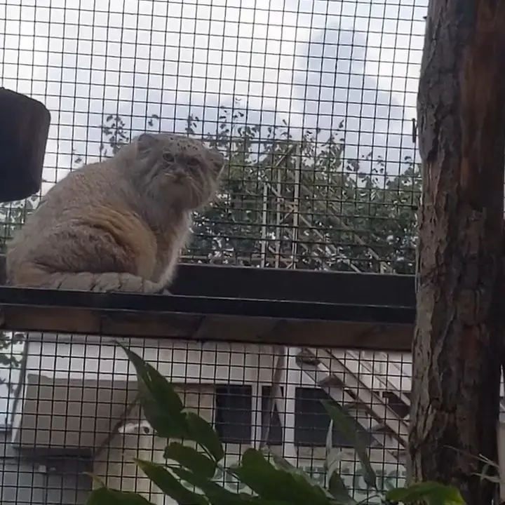 A photograph of Shu in Leningrad zoo