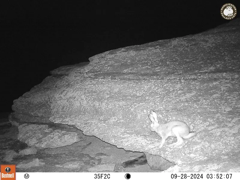 A photograph of Hare from Bektauata 1 camera trap