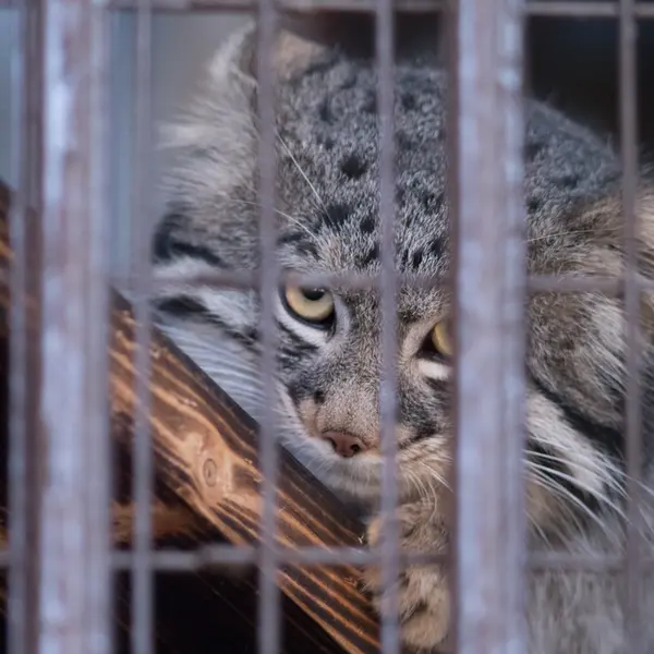 A photograph of Figa in Nogeyama Zoo