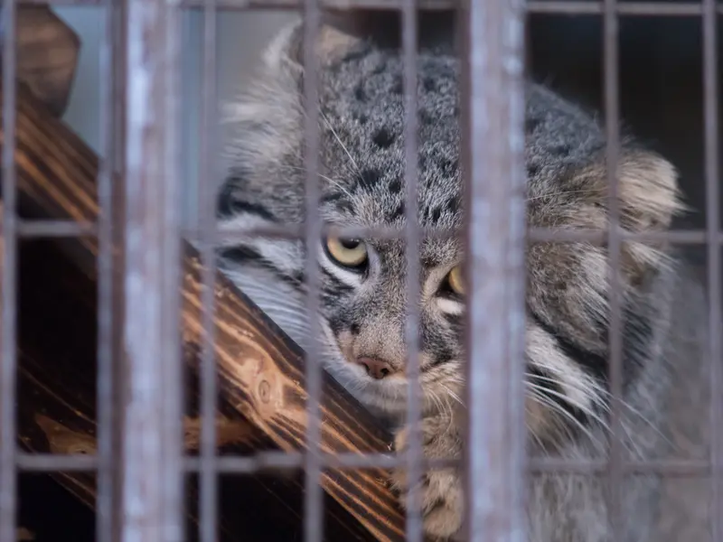 A photograph of Figa in Nogeyama Zoo