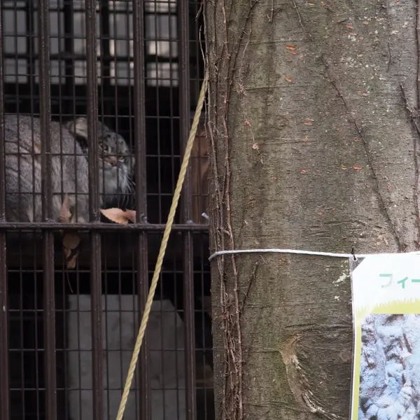 A photograph of Figa in Nogeyama Zoo