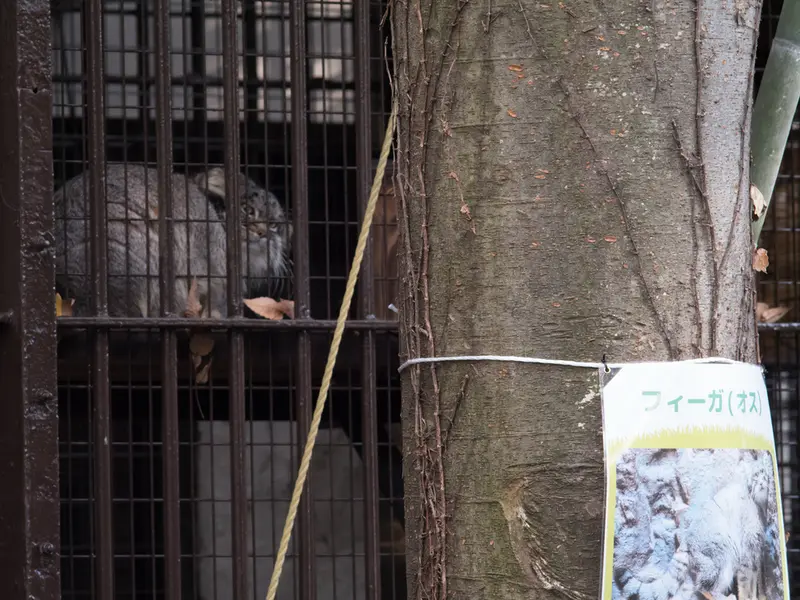 A photograph of Figa in Nogeyama Zoo