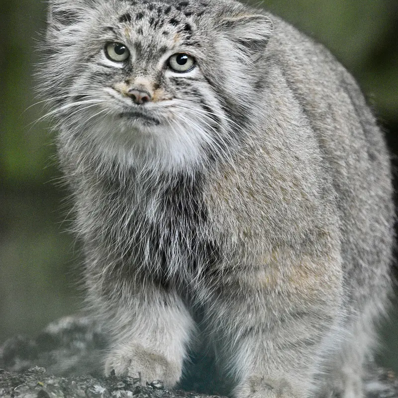 A photograph of Maneki-Neko in Tierpark Berlin