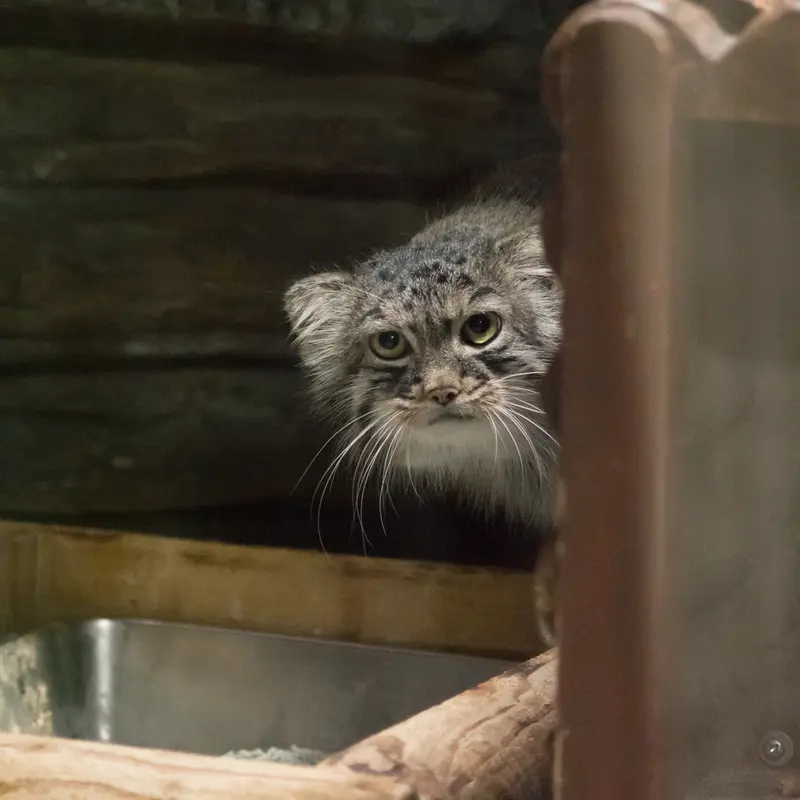 A photograph of Shafran in Ueno Zoological Gardens