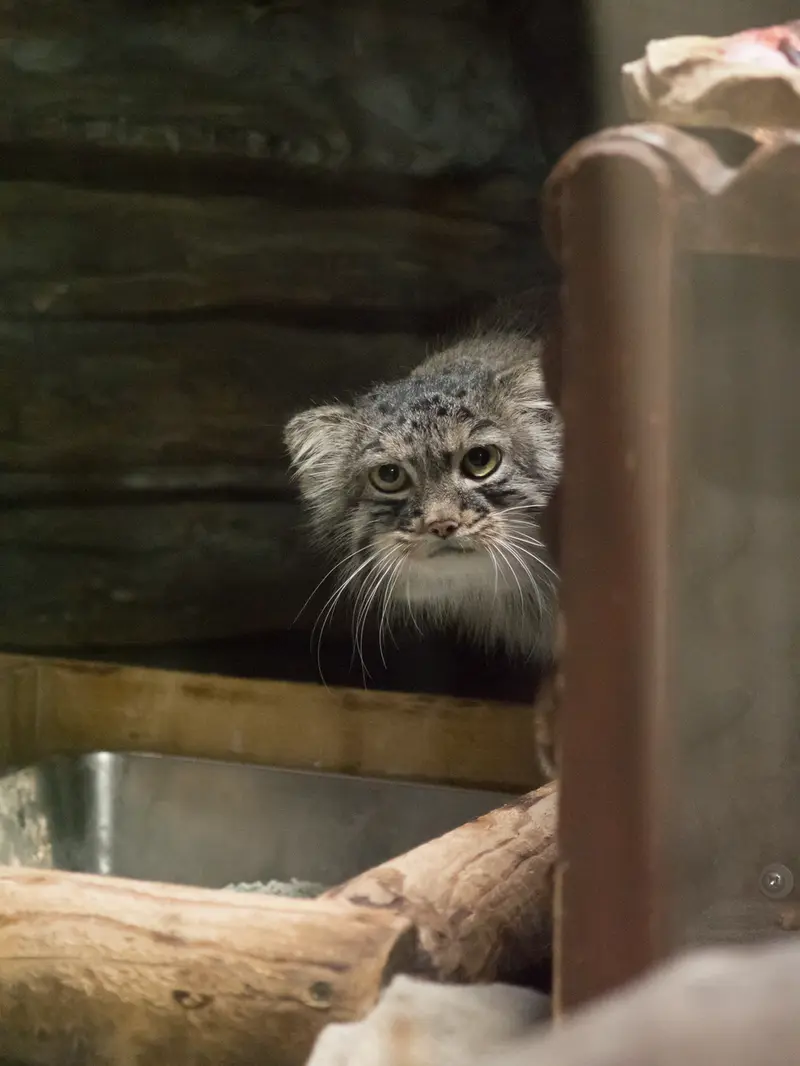A photograph of Shafran in Ueno Zoological Gardens