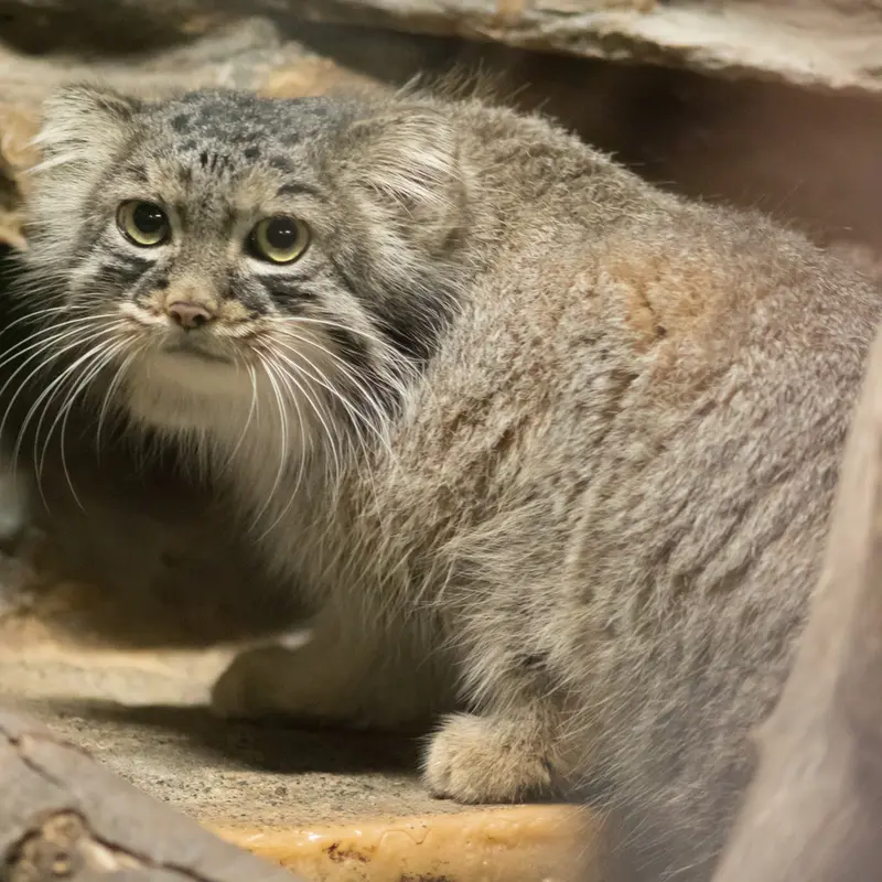 A photograph of Shafran in Ueno Zoological Gardens