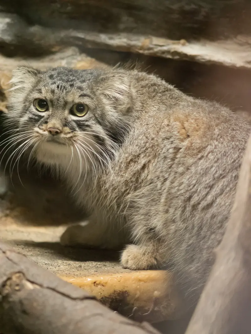 A photograph of Shafran in Ueno Zoological Gardens
