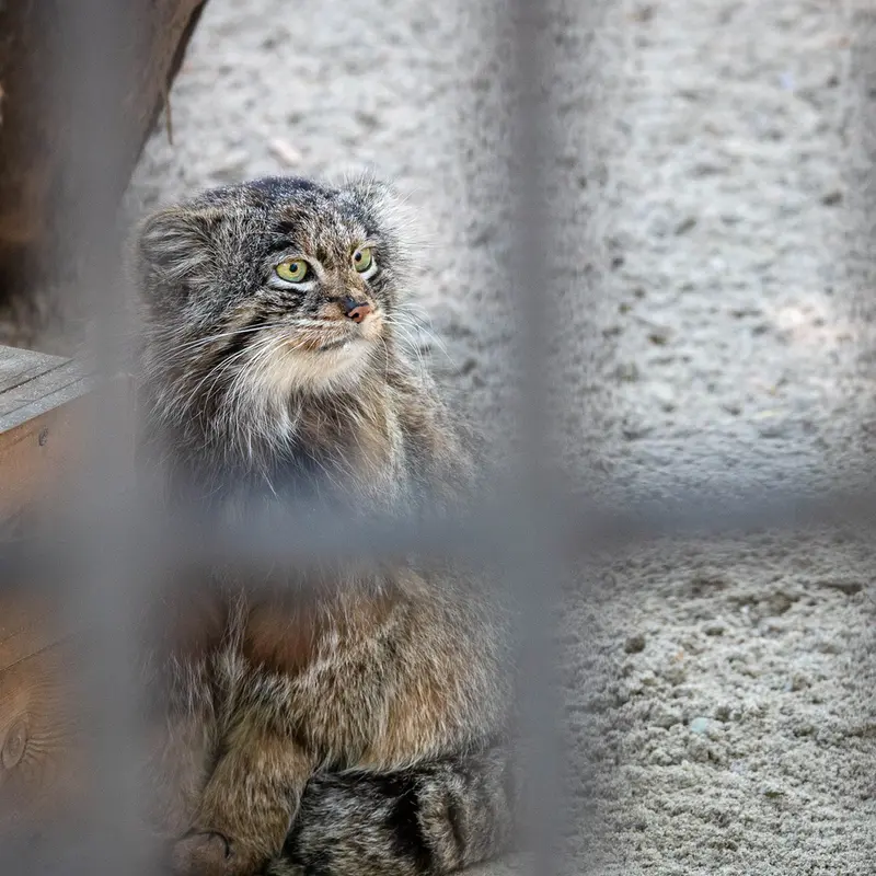 A photograph of Marik in Novosibirsk Zoo