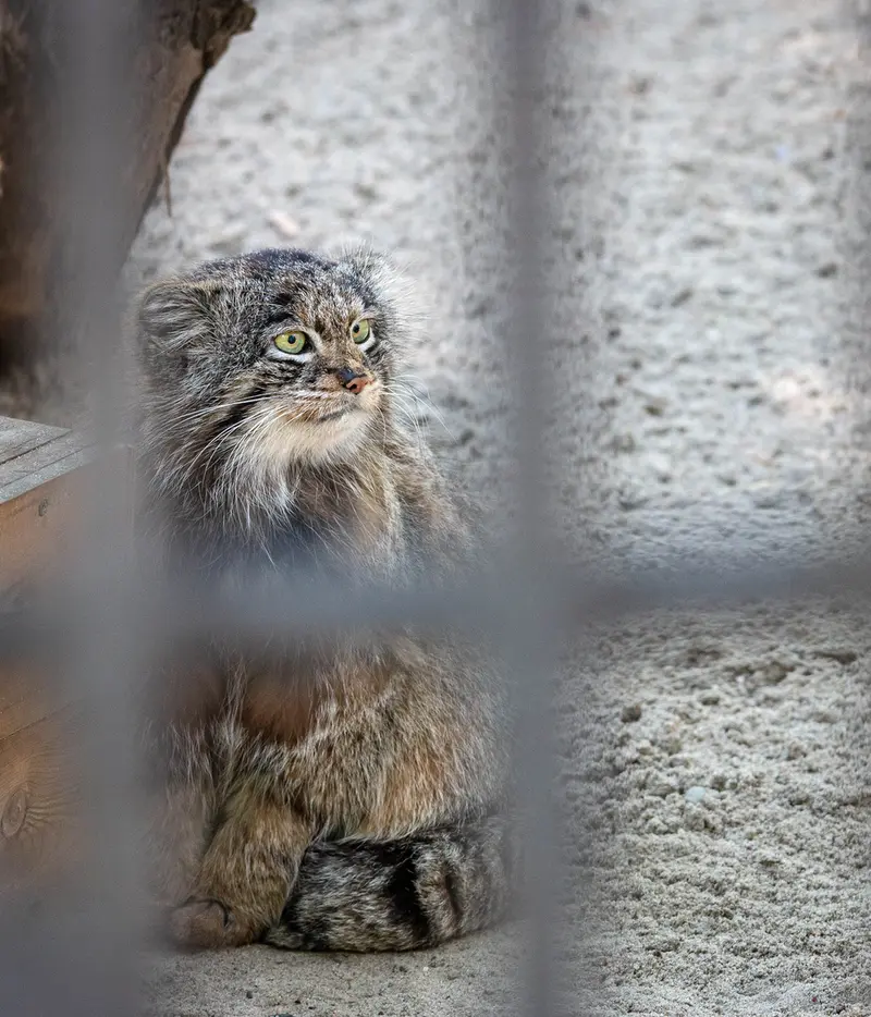 A photograph of Bandit in Novosibirsk Zoo