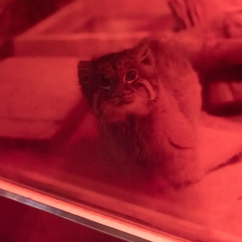 A photograph of Naim in Ueno Zoological Gardens