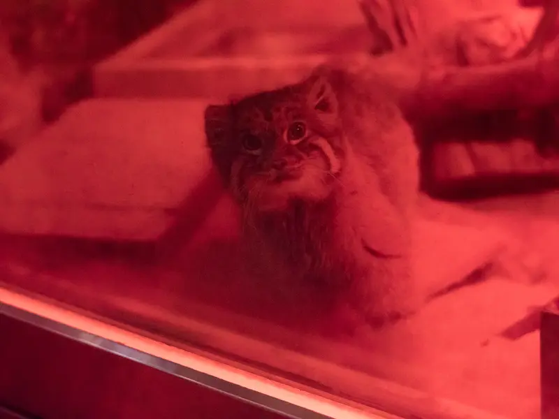 A photograph of Naim in Ueno Zoological Gardens